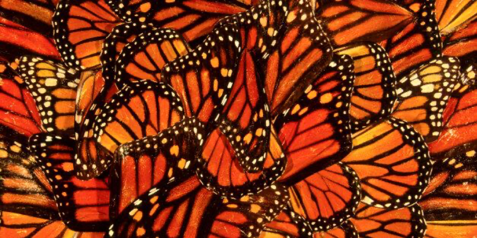 How I Find Inspiration In Monarch Butterflies by @mconnollyauthor #monarch #butterflies #nature #inspiration